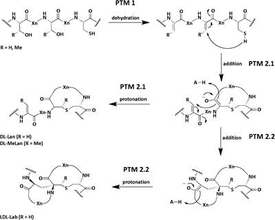 A Structural View on the Maturation of Lanthipeptides